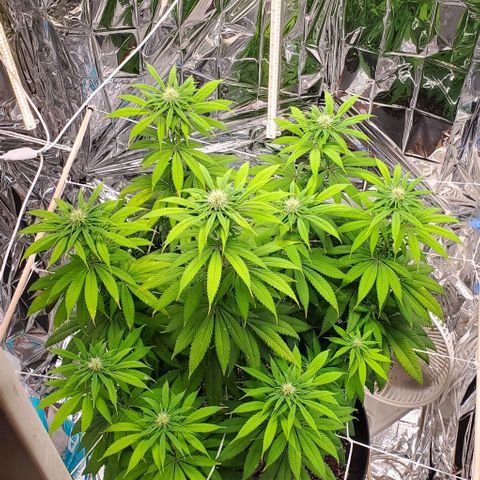 GDP growlog timeline photo