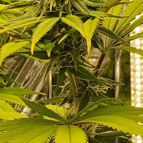 GDP growlog photo: ❤️ 