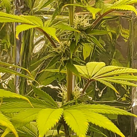 GDP growlog photo: ❤️ 