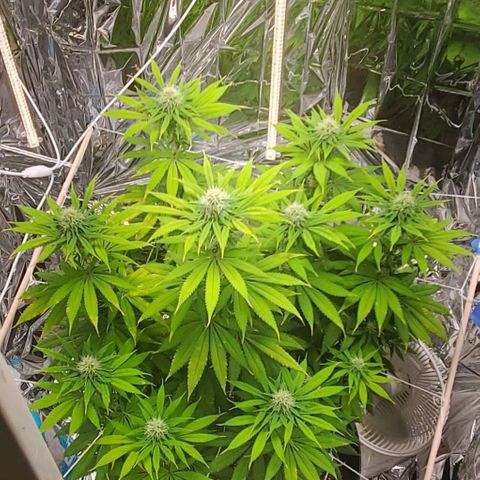 GDP growlog photo: ❤️ 