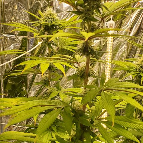 GDP growlog photo: ❤️ 