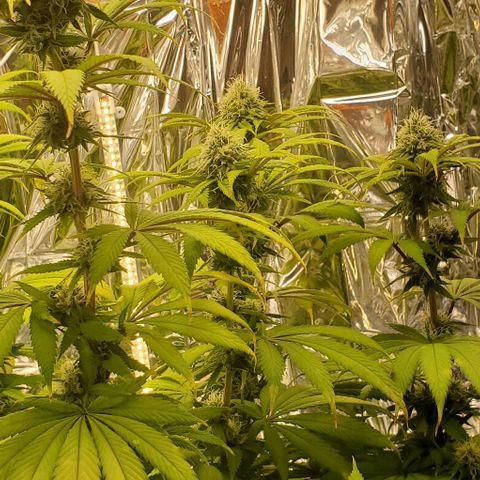 GDP growlog photo: ❤️ 