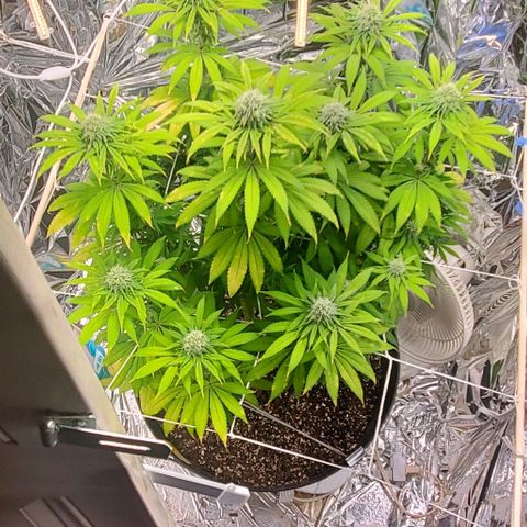 GDP growlog photo: ❤️ 