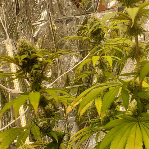 GDP growlog photo: ❤️ 