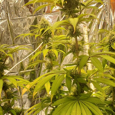 GDP growlog photo: ❤️ 