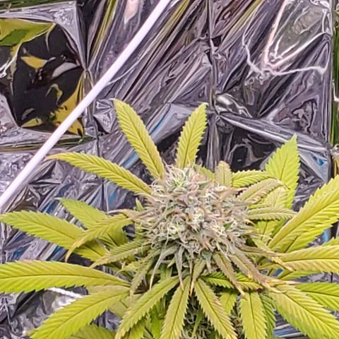 GDP growlog photo: ❤️ 