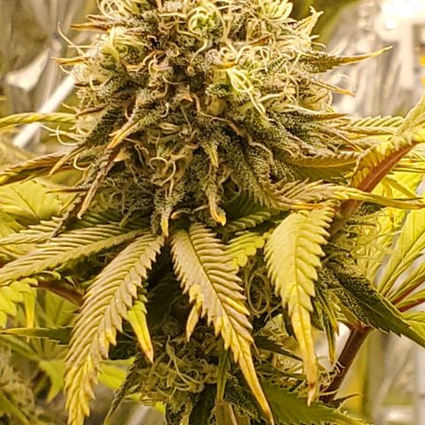 GDP growlog photo: ❤️ 