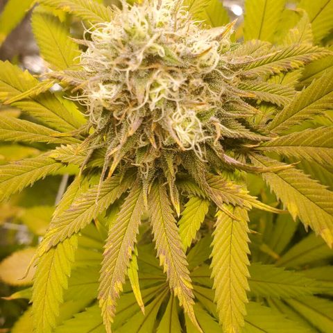 GDP growlog photo: ❤️ 