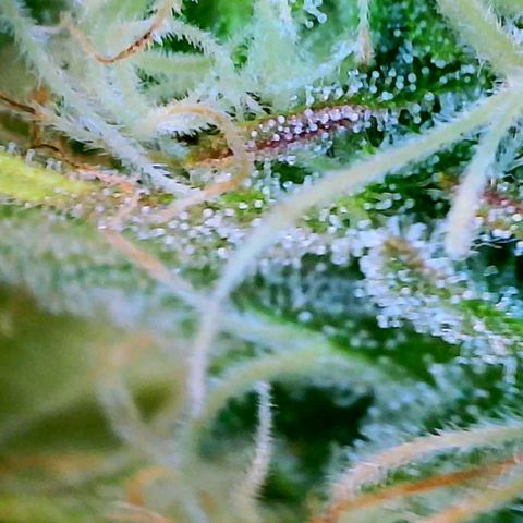 GDP growlog photo: ❤️ 