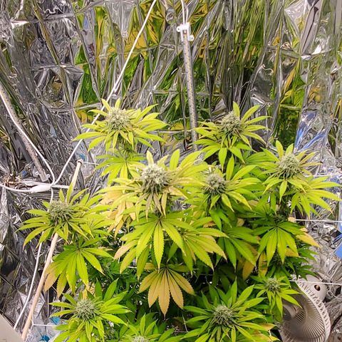 GDP growlog photo: ❤️ 
