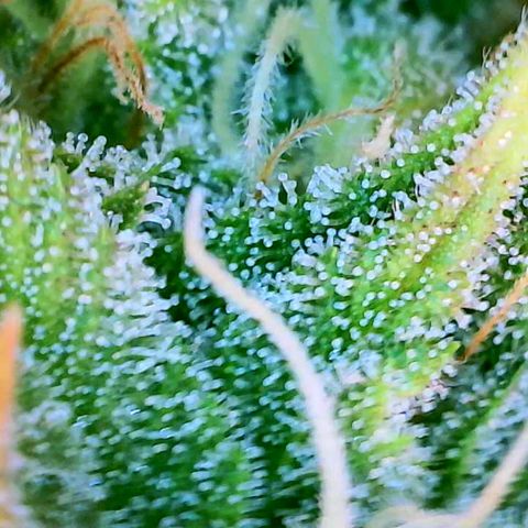 GDP growlog photo: ❤️ 