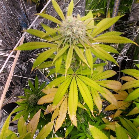 GDP growlog photo: ❤️ 