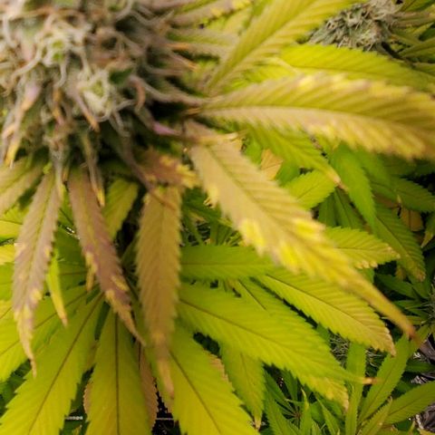 GDP growlog photo: ❤️ 