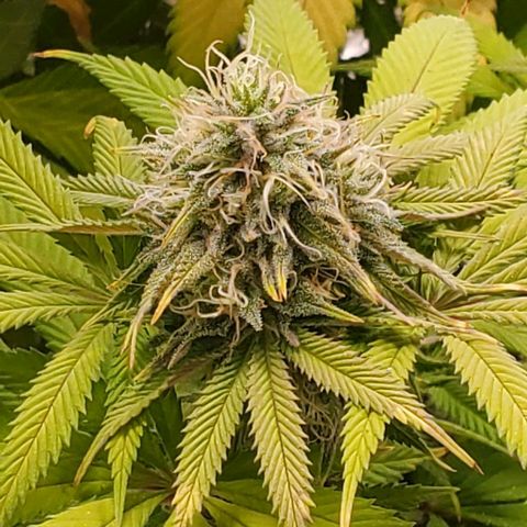 GDP growlog photo: ❤️ 