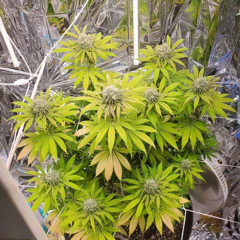GDP growlog photo: ❤️ 