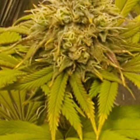 GDP growlog photo: ❤️ 