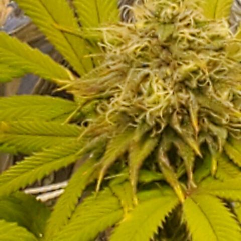 GDP growlog photo: ❤️ 