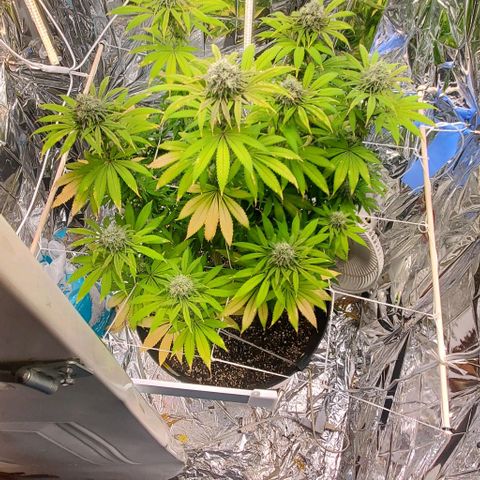 GDP growlog photo: ❤️ 