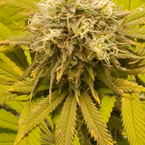GDP growlog photo: ❤️ 