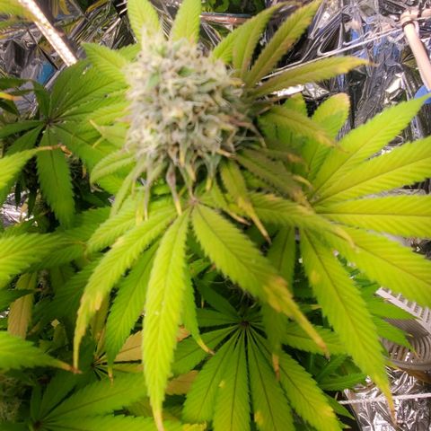 GDP growlog photo: ❤️ 