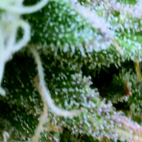 GDP growlog photo: ❤️ 