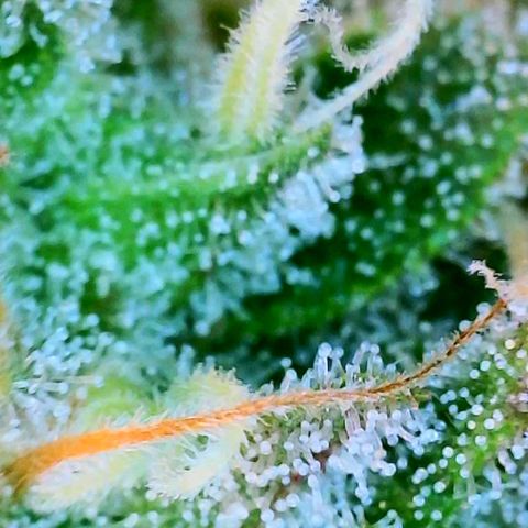 GDP growlog photo: ❤️ 