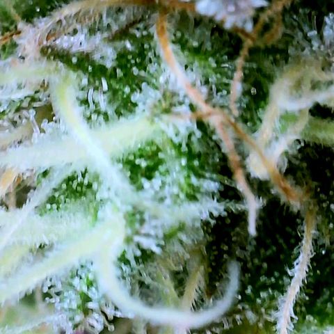 GDP growlog photo: ❤️ 