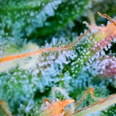 GDP growlog photo: ❤️ 