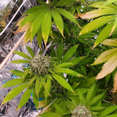 GDP growlog photo: ❤️ 