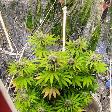 GDP growlog photo: ❤️ 