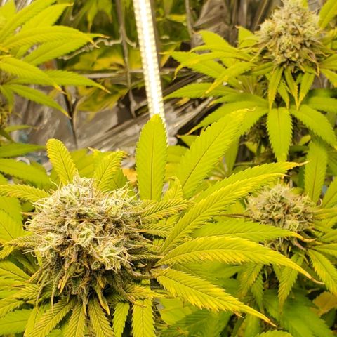 GDP growlog photo: ❤️ 