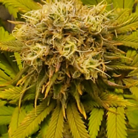 GDP growlog photo: ❤️ 