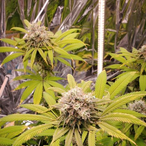 GDP growlog photo: ❤️ 