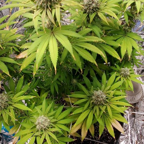 GDP growlog photo: ❤️ 