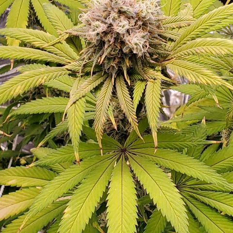 GDP growlog photo: ❤️ 
