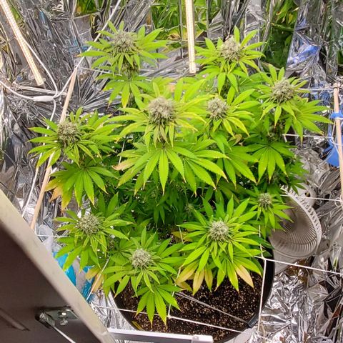 GDP growlog photo: ❤️ 