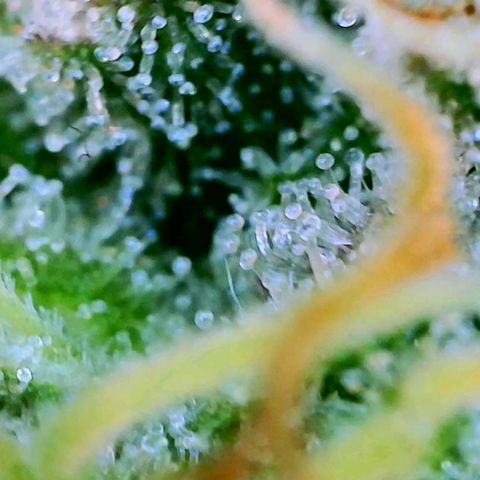 GDP growlog photo: ❤️ 