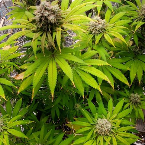 GDP growlog photo: ❤️ 