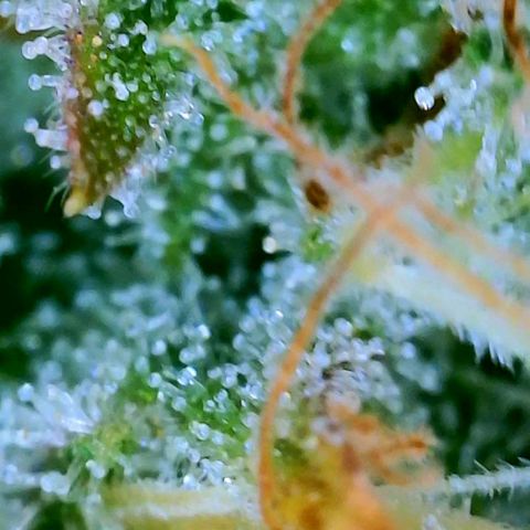 GDP growlog photo: ❤️ 