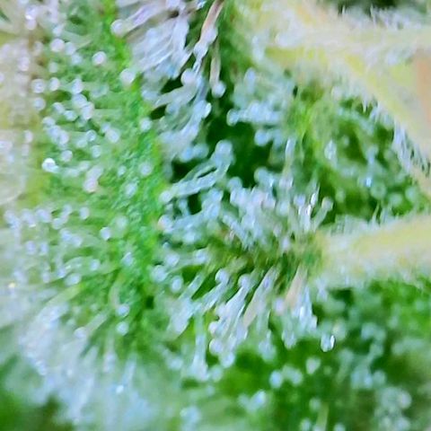 GDP growlog photo: ❤️ 
