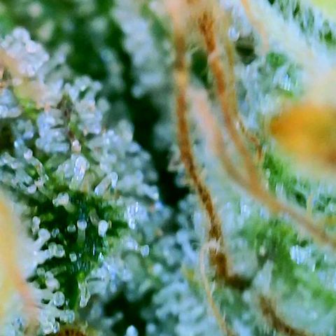 GDP growlog photo: ❤️ 