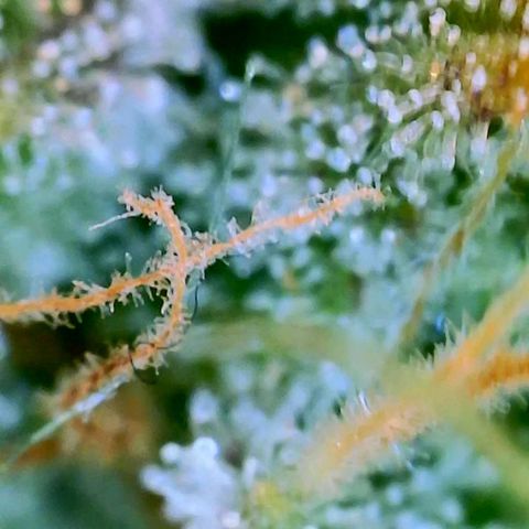 GDP growlog photo: ❤️ 