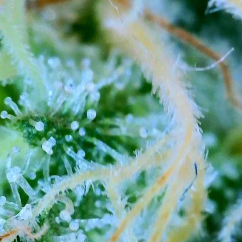 GDP growlog photo: ❤️ 