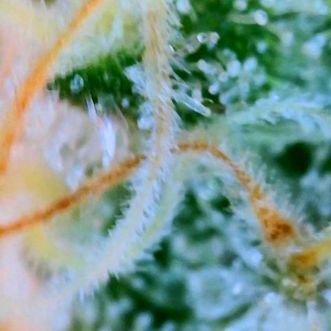 GDP growlog photo: ❤️ 