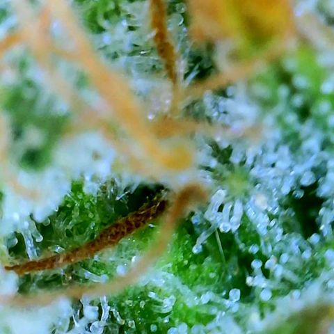 GDP growlog photo: ❤️ 
