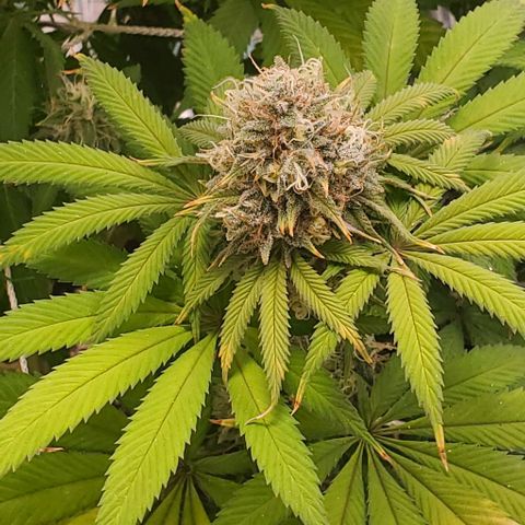 GDP growlog photo: ❤️ 