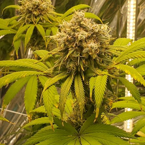GDP growlog photo: ❤️ 