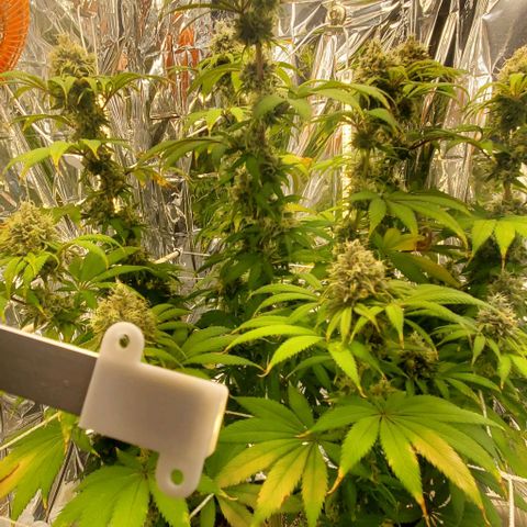 GDP growlog photo: ❤️ 