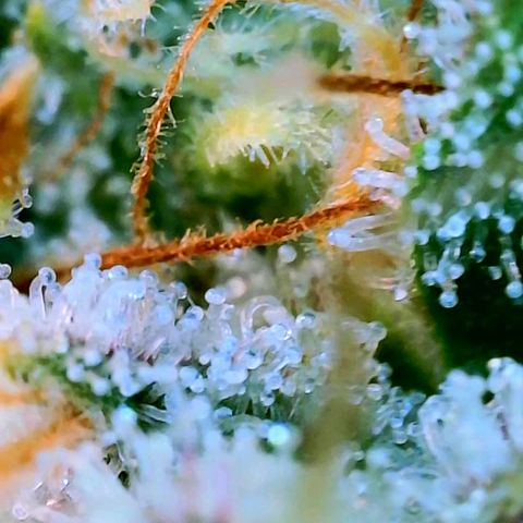 GDP growlog photo: ❤️ 