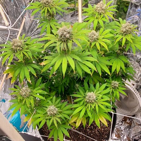 GDP growlog photo: ❤️ 